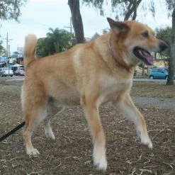 Oztent Bluescrew Small Ground Anchor / Stake CAMPING MUST HAVES 40 Oztent Bluescrew Small Ground Anchor / Stake CAMPING MUST HAVES