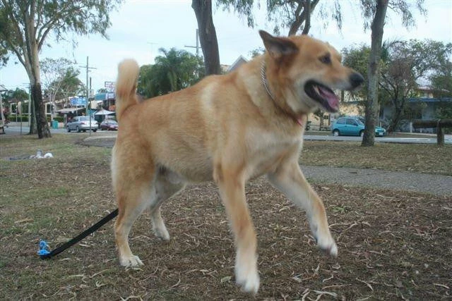 Oztent Bluescrew Small Ground Anchor / Stake CAMPING MUST HAVES 17 Oztent Bluescrew Small Ground Anchor / Stake CAMPING MUST HAVES