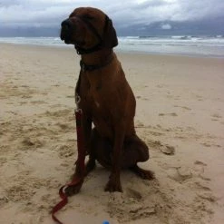 Oztent Bluescrew Large Sand Anchor / Stake 39 Oztent Bluescrew Large Sand Anchor / Stake