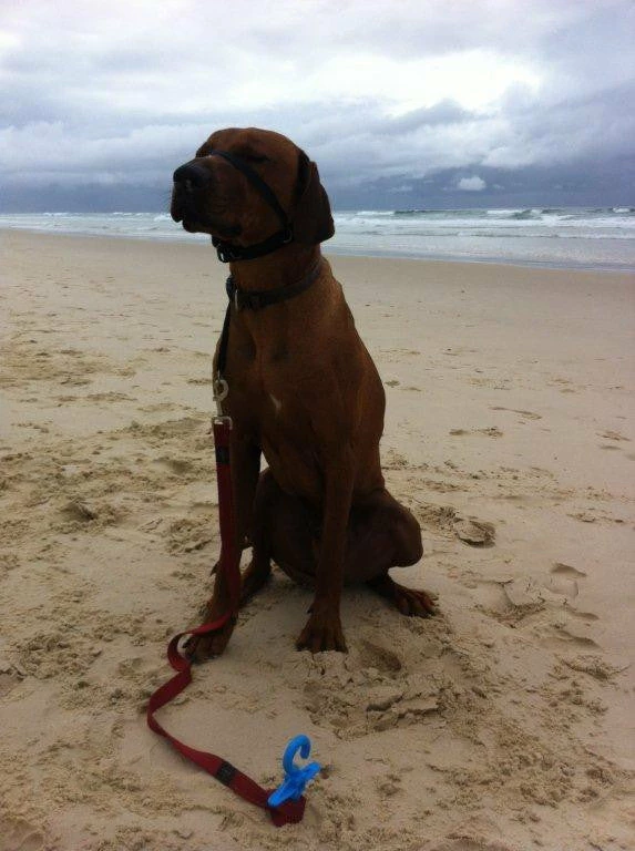 Oztent Bluescrew Large Sand Anchor / Stake 20 Oztent Bluescrew Large Sand Anchor / Stake